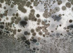 Mold Sampling and inspection Portland OR